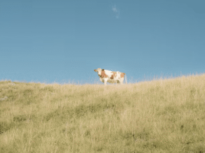 Screenshot 2023-03-19 at 12.17.41 PM