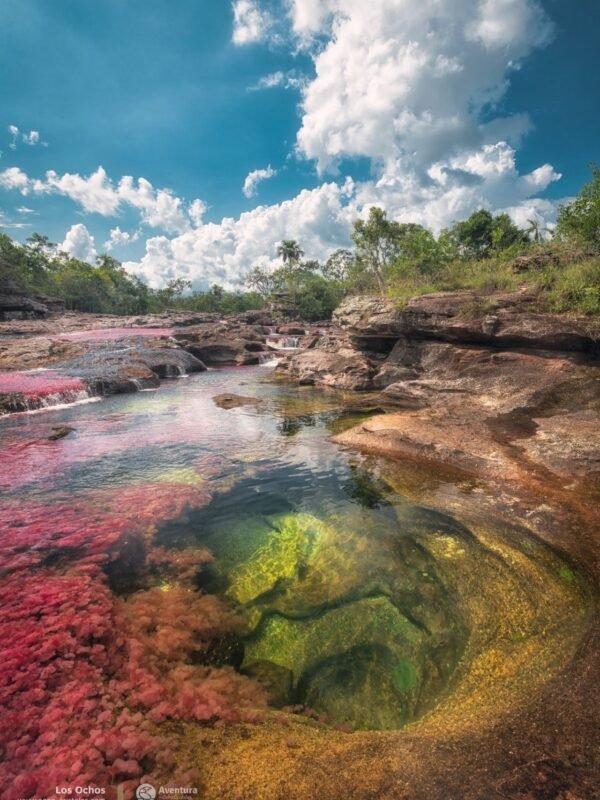 Caño Cristales 被譽為「通往天堂的河流」 Photo by Mario Carvajal