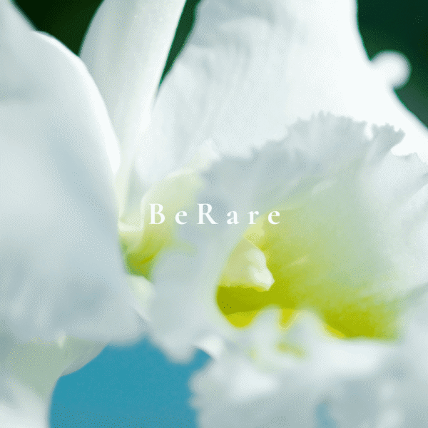 哥倫比亞國花 White Cattleya