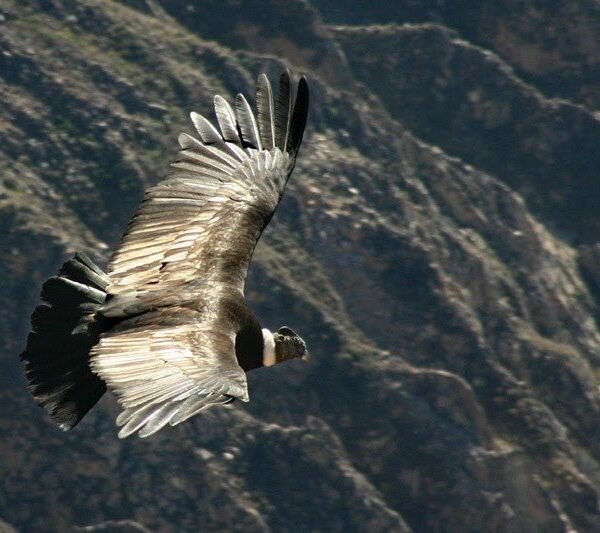 安地斯神鷹，哥倫比亞的國鳥