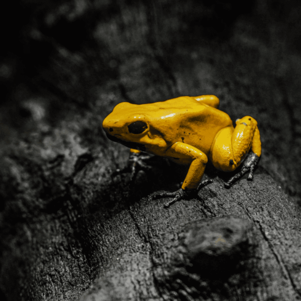 金色箭毒蛙，不要褻玩啊